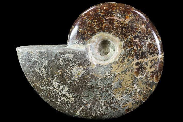 Bargain, Polished, Agatized Ammonite - Madagascar #75964